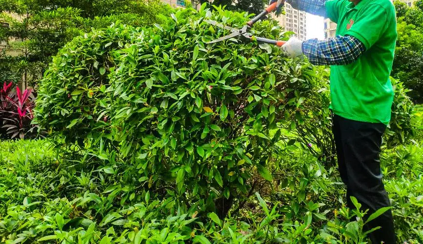 宝山区景观绿化工程施工队