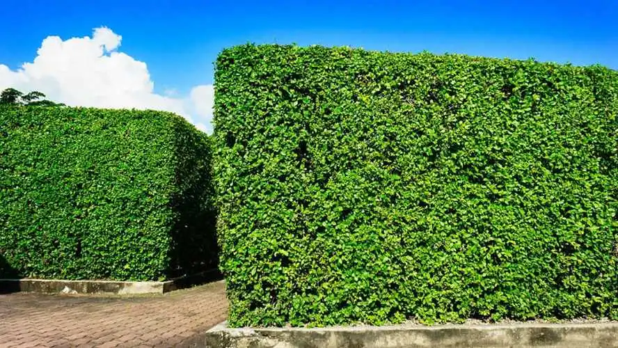 四川茉莉花绿化工程用苗