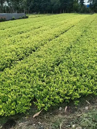 治沙绿化工程成效怎么样